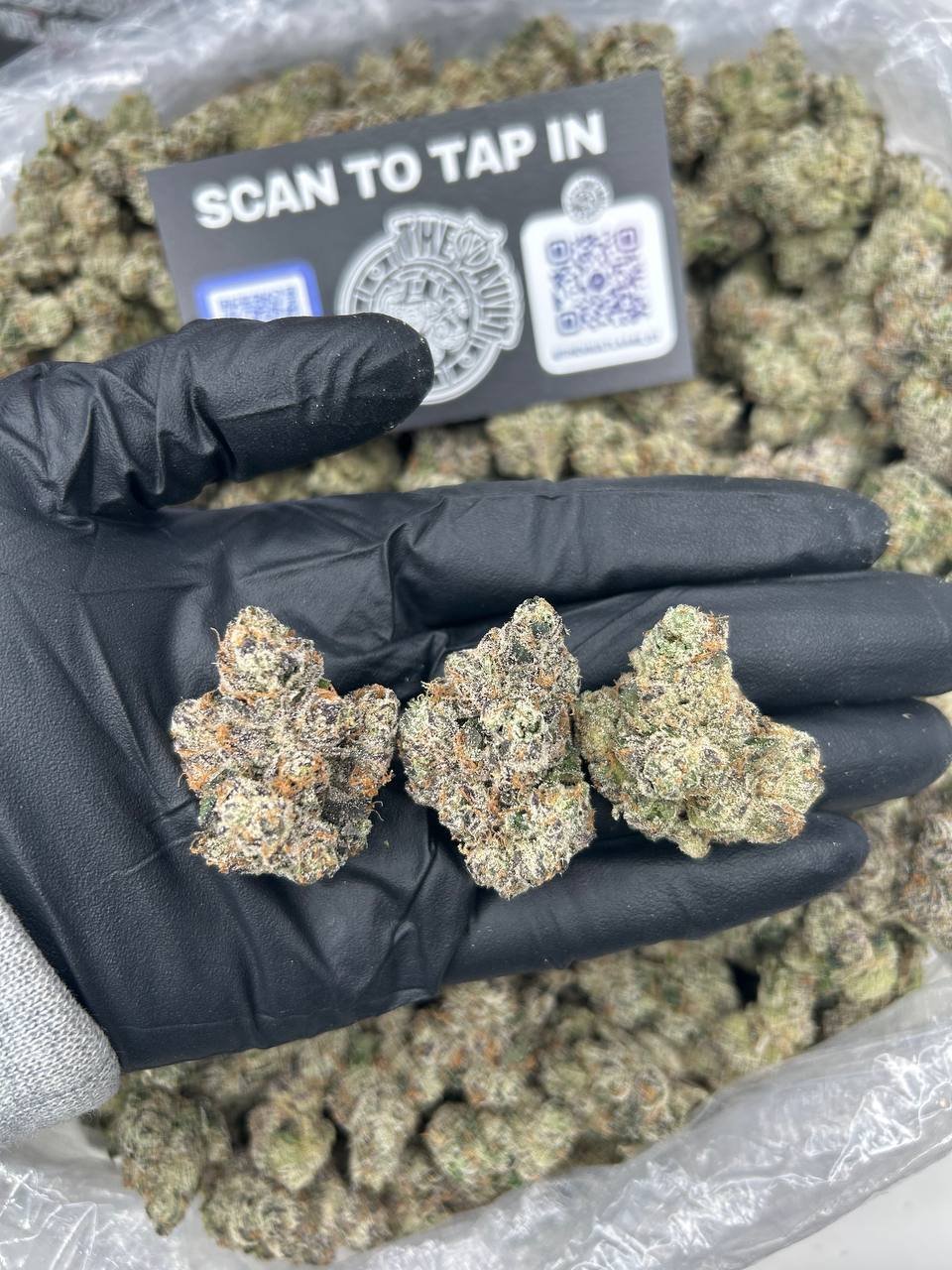 Black Cherry Gelato weed